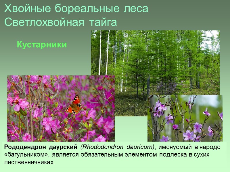 Хвойные бореальные леса Светлохвойная тайга  Рододендрон даурский (Rhododendron dauricum), именуемый в народе «багульником»,